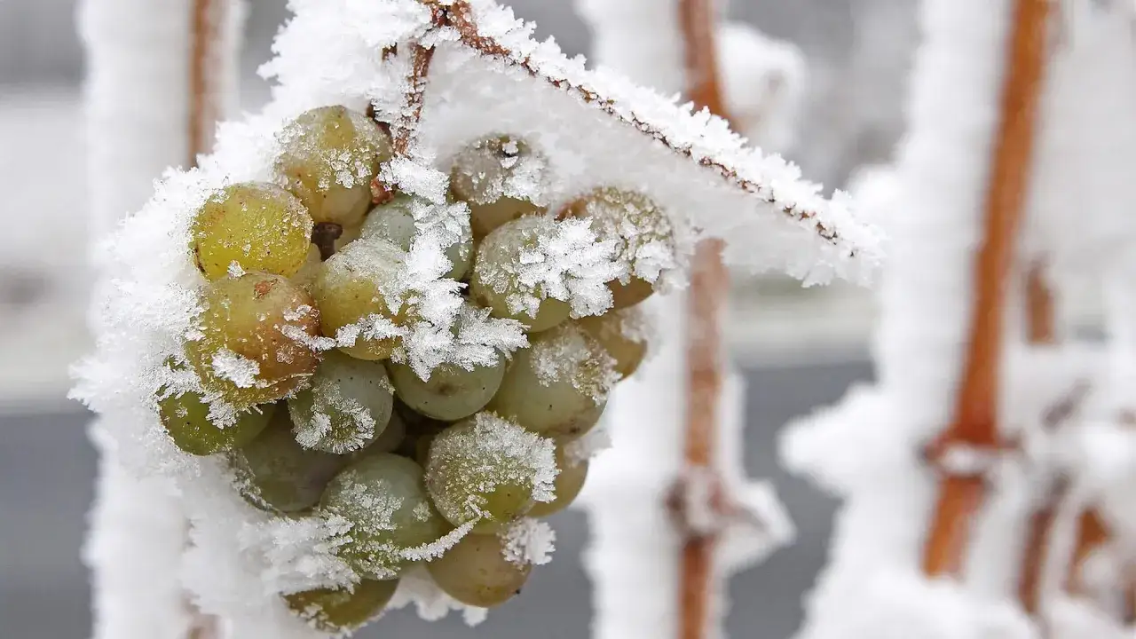 Gefrorene Trauben, die auf die Ernte f&uuml;r Eiswein warten. Was ist Eiswein? Ein s&uuml;&szlig;er Wein, der aus gefrorenen Trauben hergestellt wird.