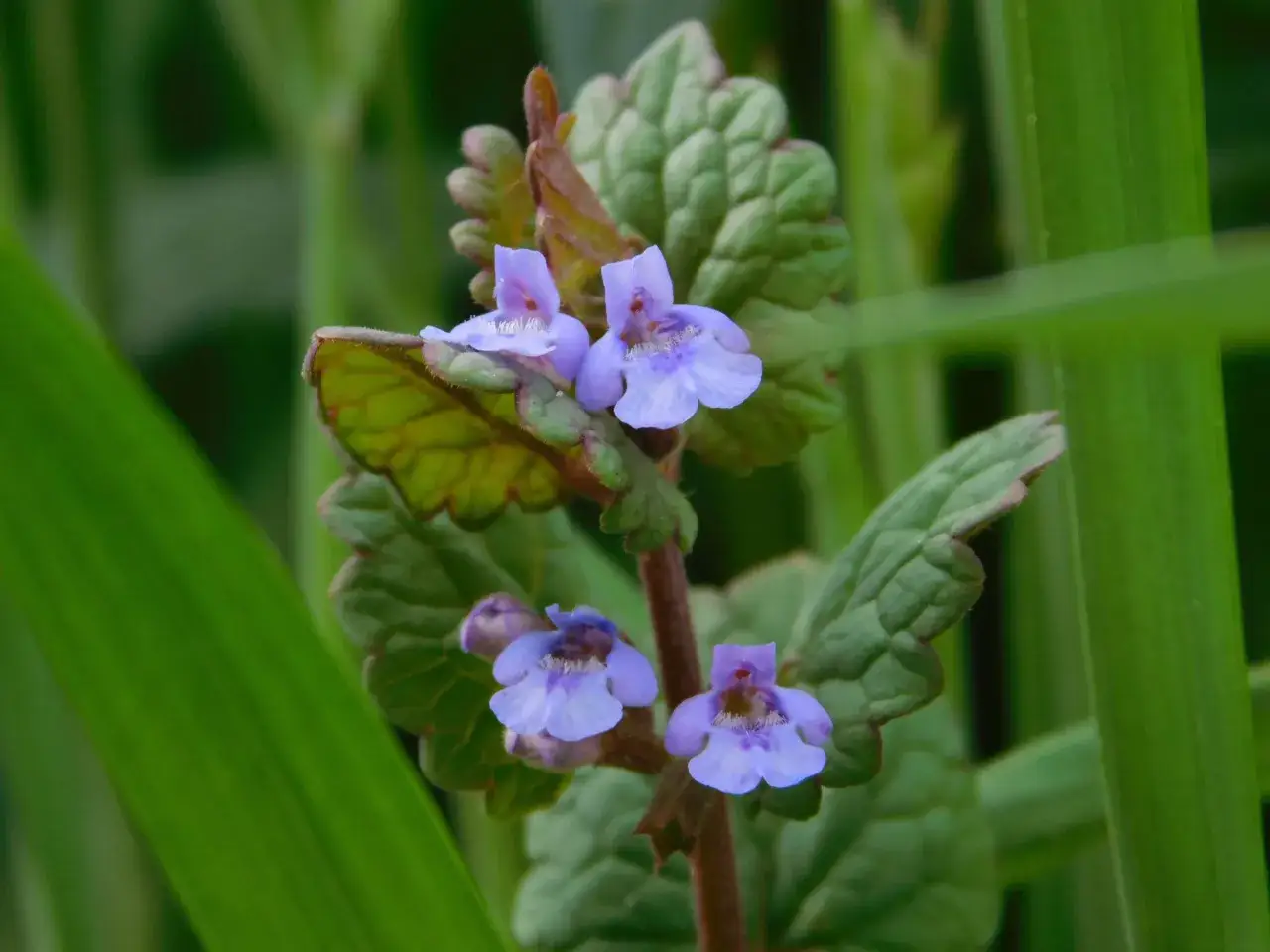 Kleine, zarte lila Blüten der Gundelrebe, bekannt für ihre Heilwirkung, entfalten sich im satten Grün.