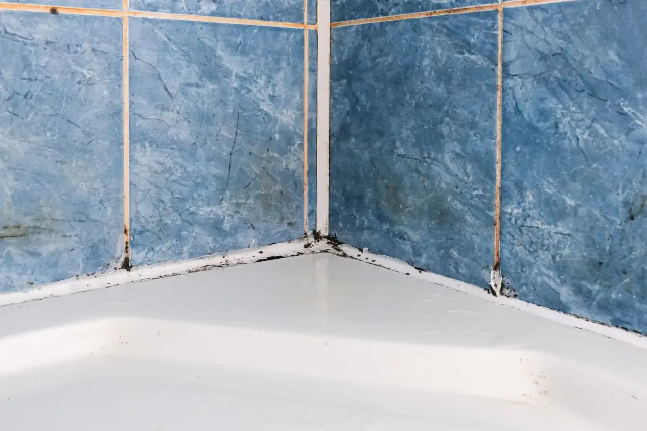 Coin de douche avec carrelage bleu et joints blancs envahis par la moisissure. Un problème courant de moisissure salle de bain.