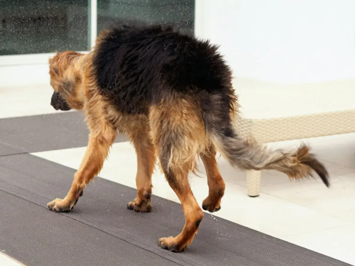 Un pastor alemán con el pelo mojado camina con dificultad. Parece que mi perro no puede andar de repente.