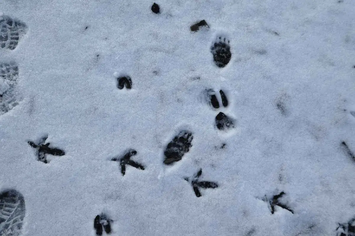 Spuren im Schnee: Kleine Vogelspuren und größere Pfotenabdrücke, vielleicht von einem Fuchs oder einem Hund. Ein Kaninchen war hier wohl auch unterwegs.