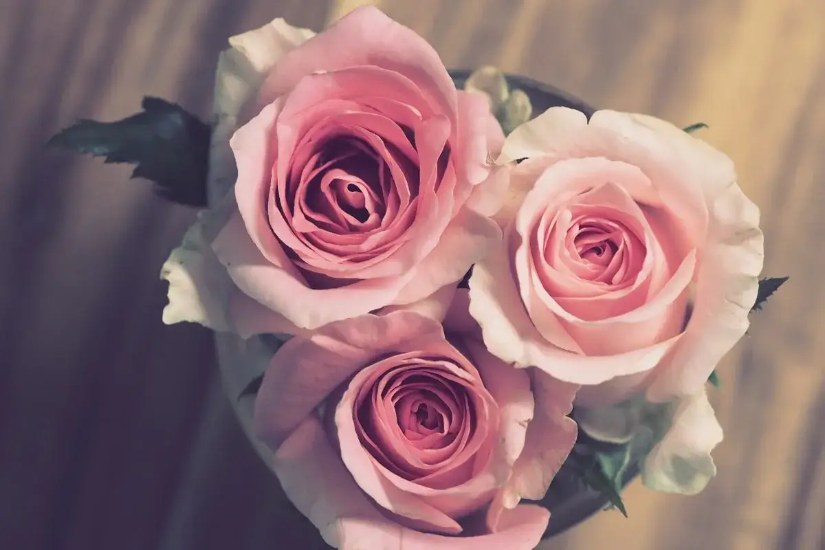 Tre rose rosa pallido, un bouquet che evoca la dolcezza delle nozze di caprifoglio, su uno sfondo di legno.