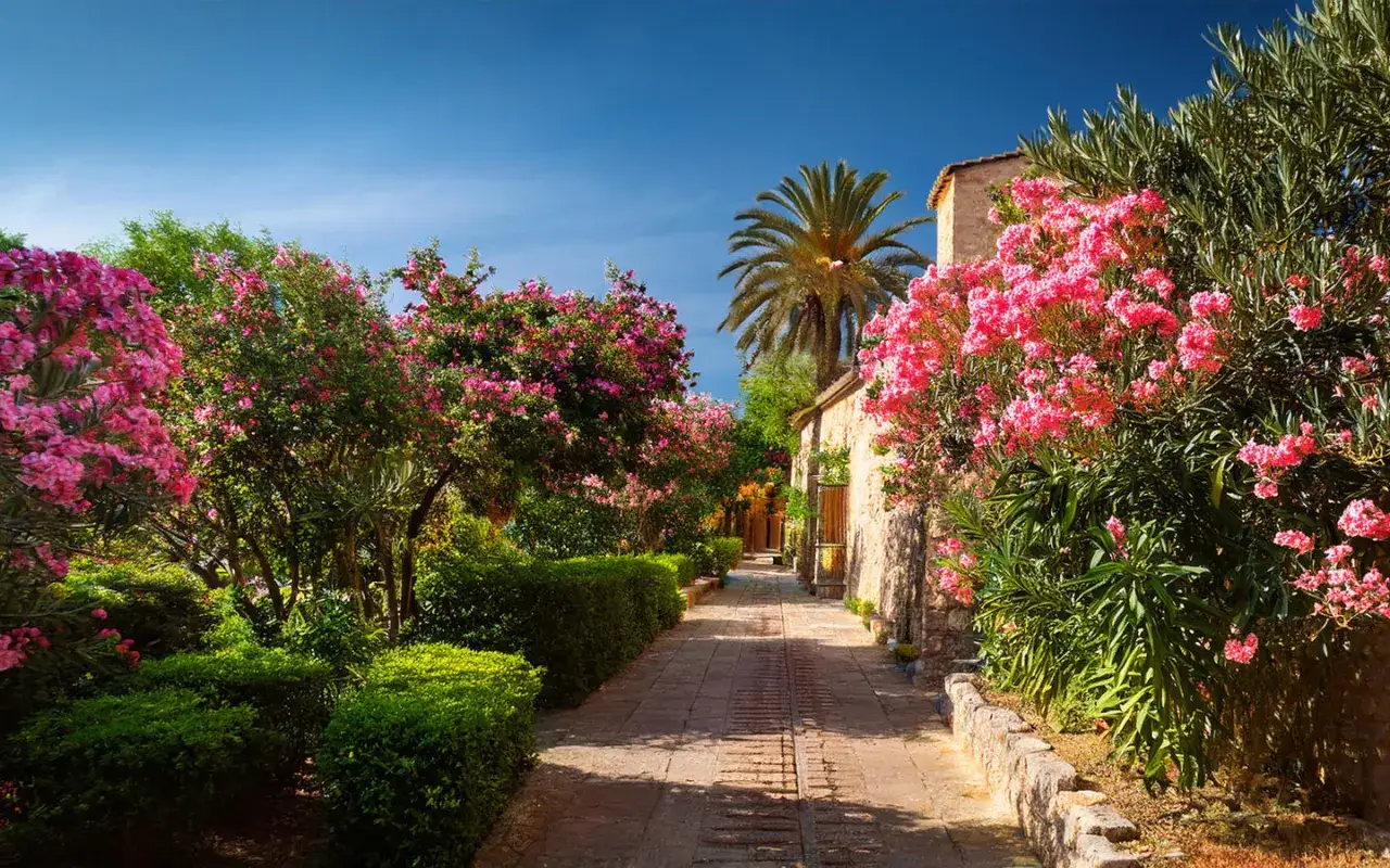 All&eacute;e bord&eacute;e de lauriers roses en fleurs, palmiers et v&eacute;g&eacute;tation luxuriante sous un ciel bleu. Parfait pour savoir quand tailler les lauriers roses.