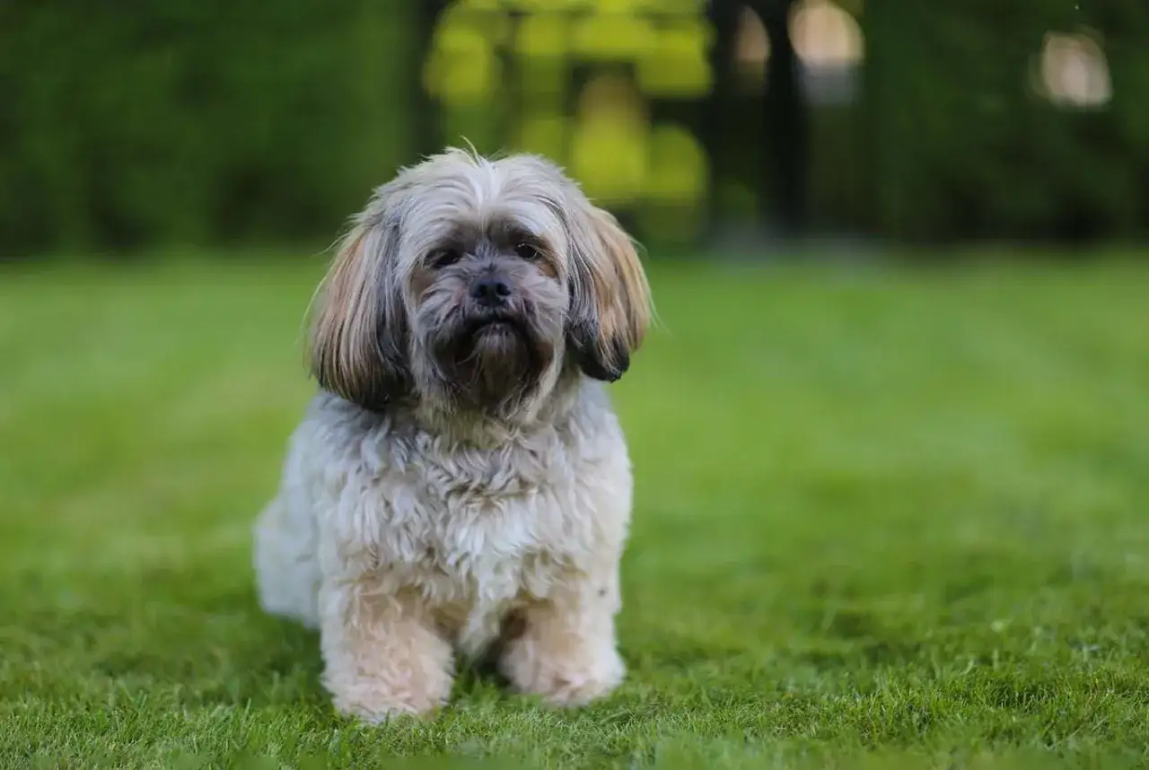 Uroczy shih tzu siedzi na trawie. Psy tej rasy żyją długo, często ponad 15 lat.