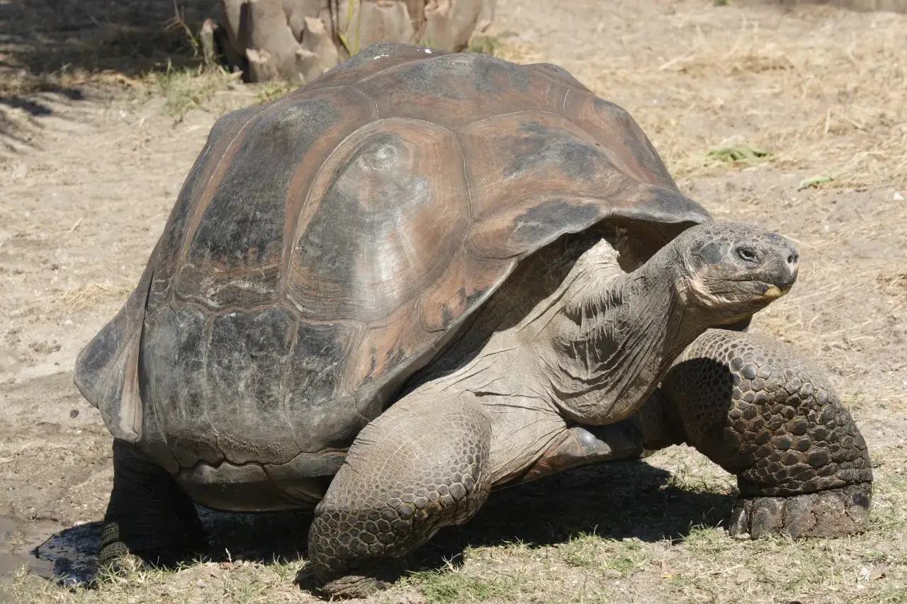 Lotnisko na Galapagos