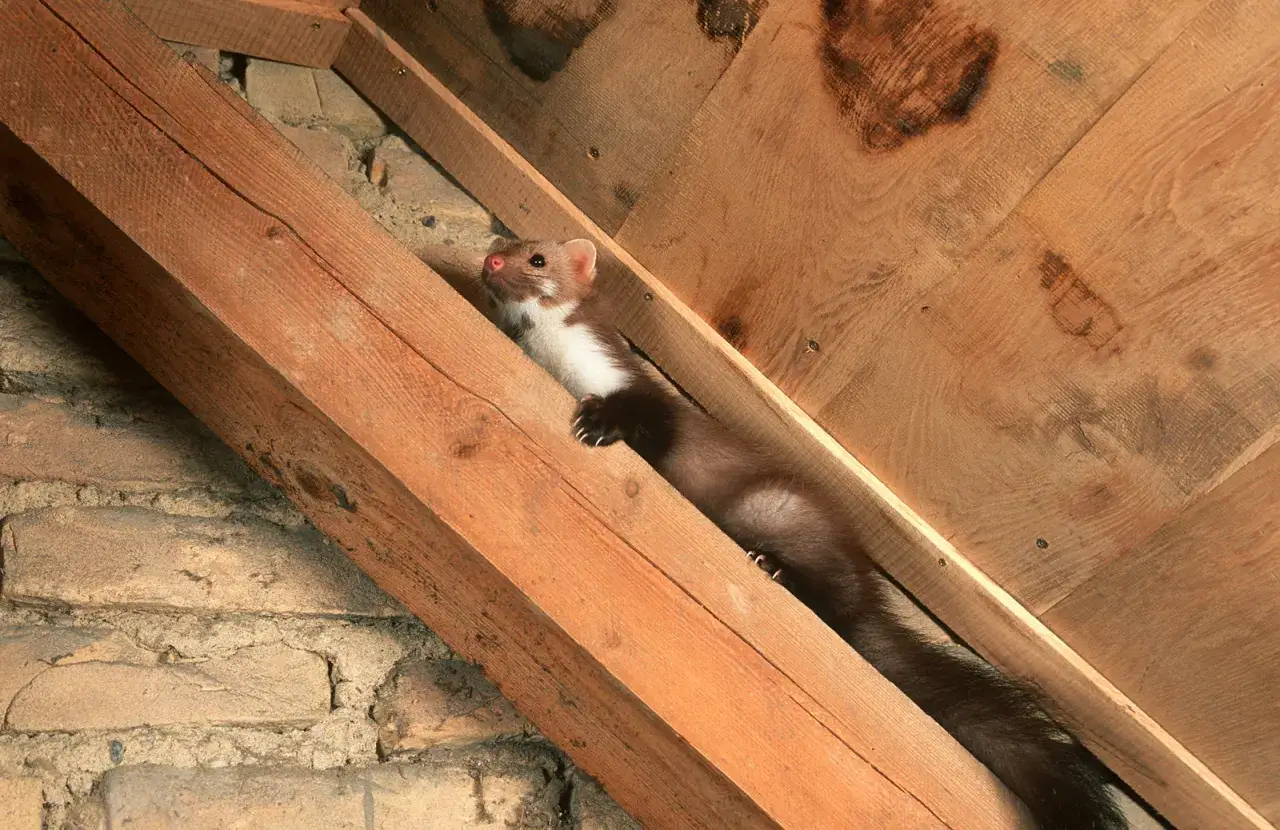 Ein Marder im Haus? Dieses Tier klettert auf Holzbalken im Dachboden. Was tun, wenn ein Marder im Haus ist?