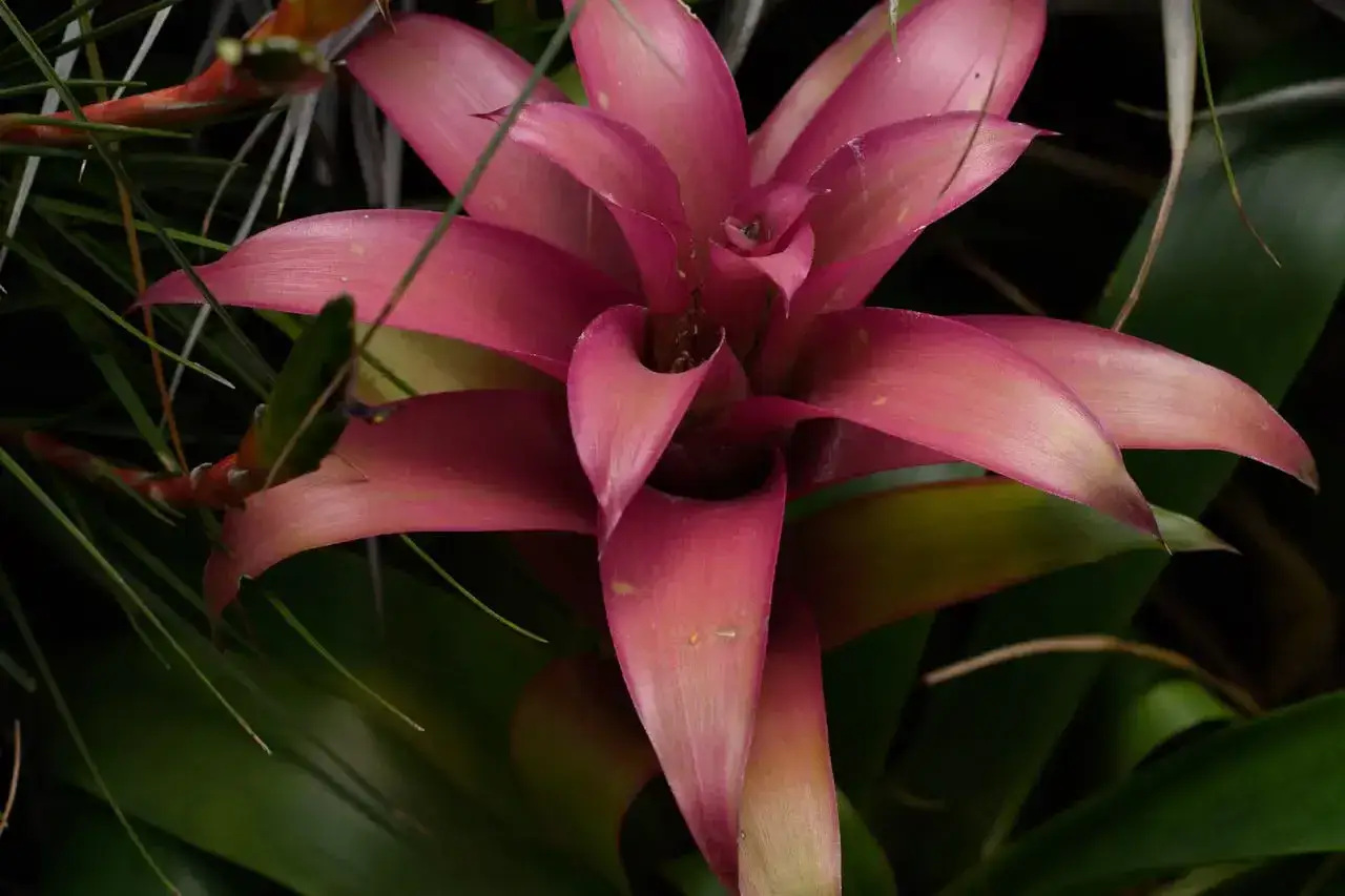 Różowa guzmania, piękna ozdoba wnętrz. Jak dbać o nią, by zachwycała? Podpowiadamy!