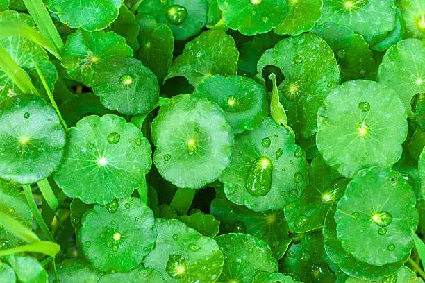Centella Asiatica liście z kroplami wody