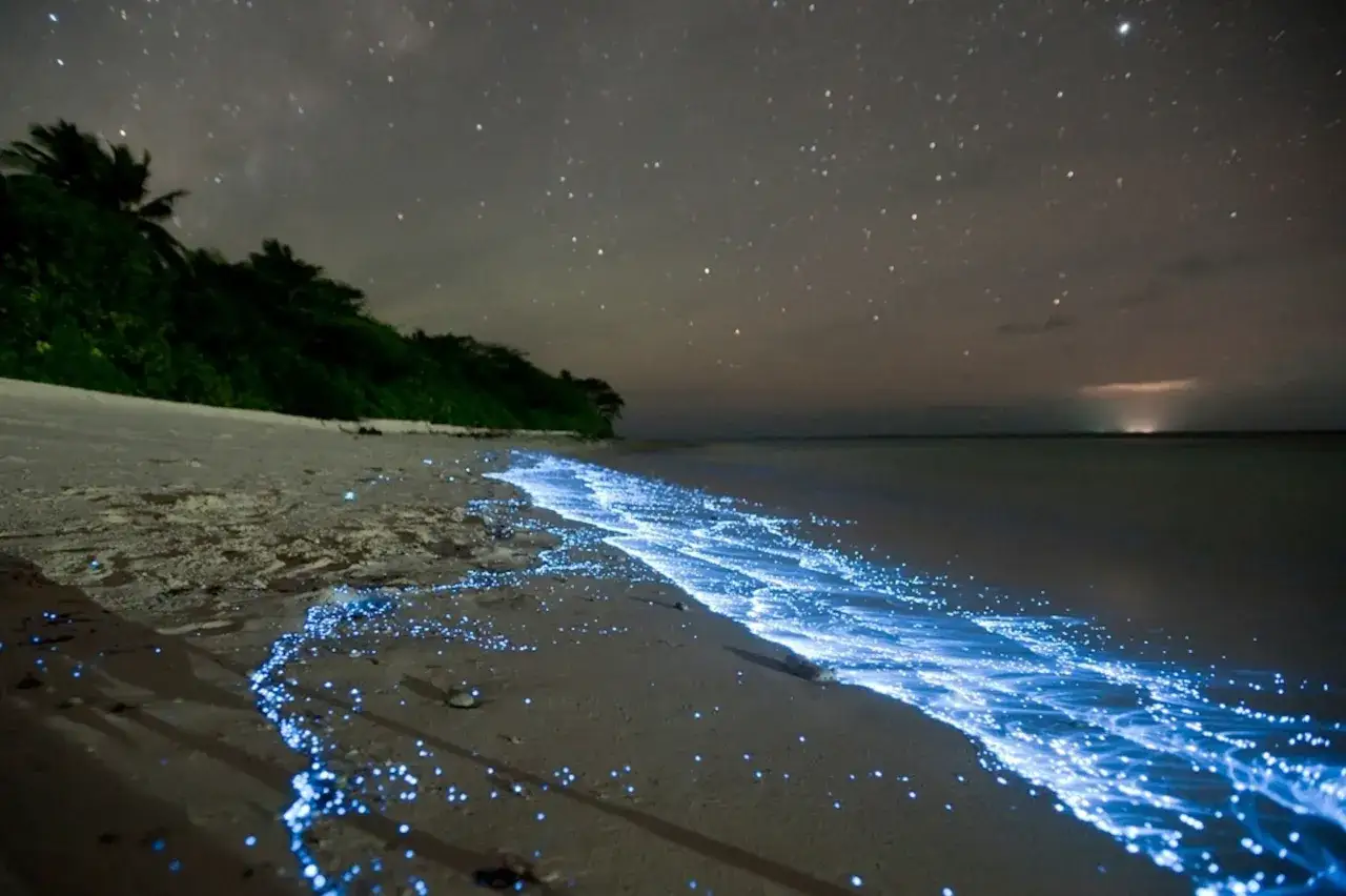Nocna, świecąca plaża z błękitnymi iskierkami na piasku i wodzie, pod rozgwieżdżonym niebem.