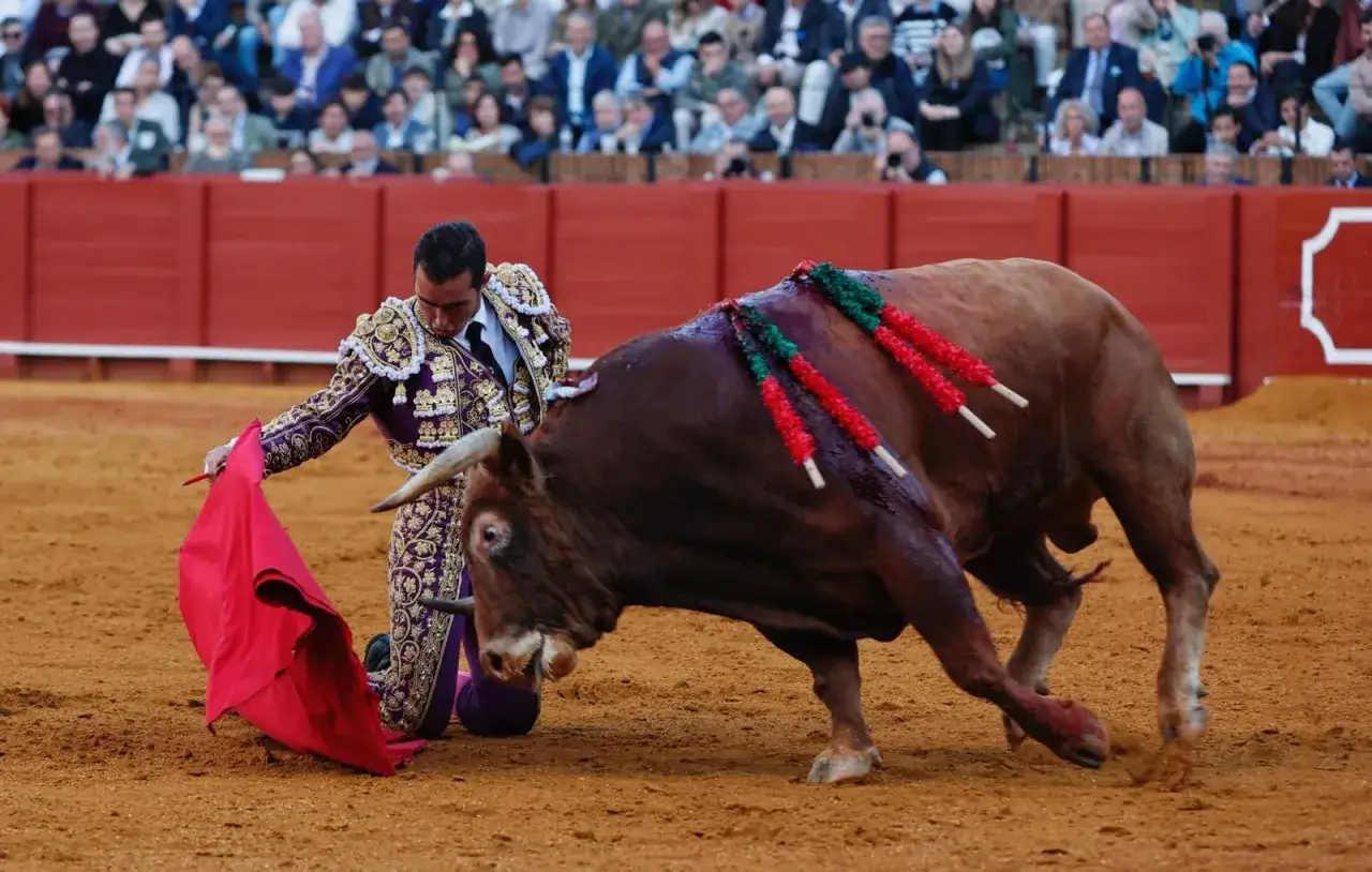 Un torero con traje de luces morado y dorado se arrodilla ante un toro bravo con adornos rojos y verdes.