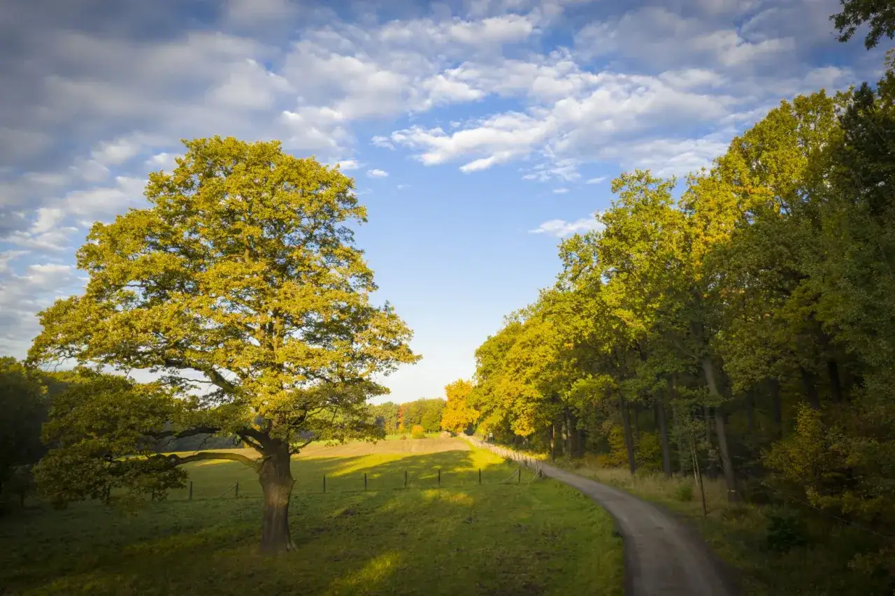Miechowicka Ostoja Leśna ogólny widok
