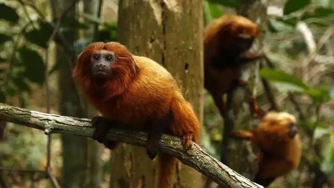 Un titi le&oacute;n dorado, con su melena rojiza, observa atentamente desde una rama. Otros dos ejemplares se mueven entre los &aacute;rboles.