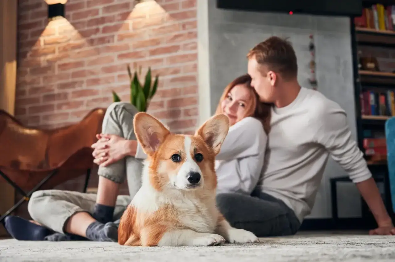 Welsh Corgi Pembroke i Cardigan bawiące się razem