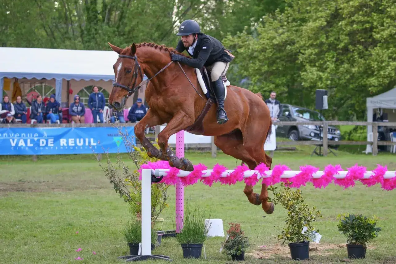 Cavalier et cheval brun sautent un obstacle rose, lors d'une compétition de la fédération d'équitation.