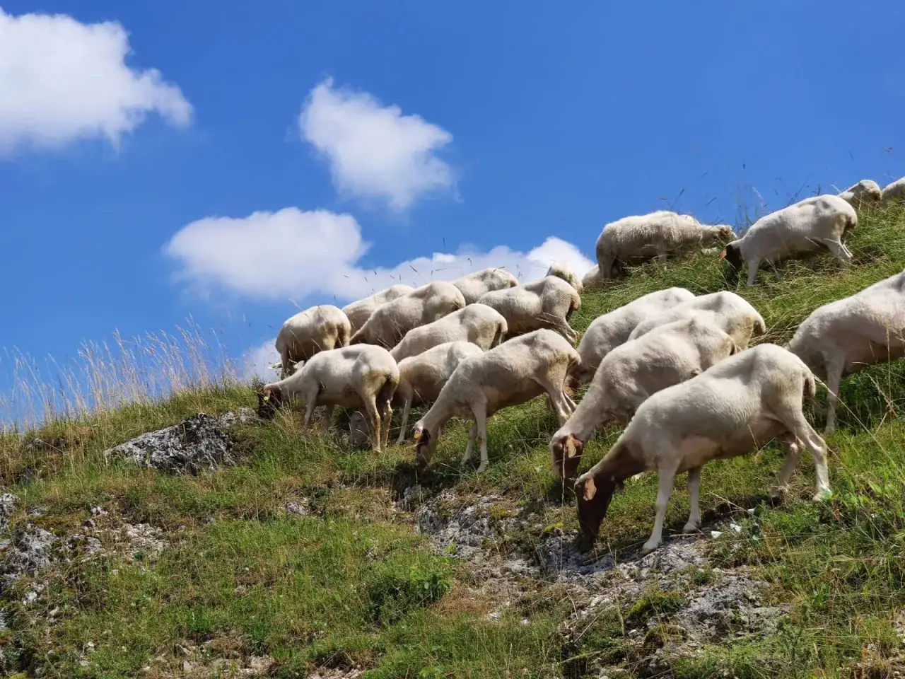 Un gregge di pecore bianche pascola su un pendio erboso sotto un cielo azzurro con nuvole bianche. Chiss&agrave; quanto vivono le pecore in un ambiente cos&igrave; sereno.