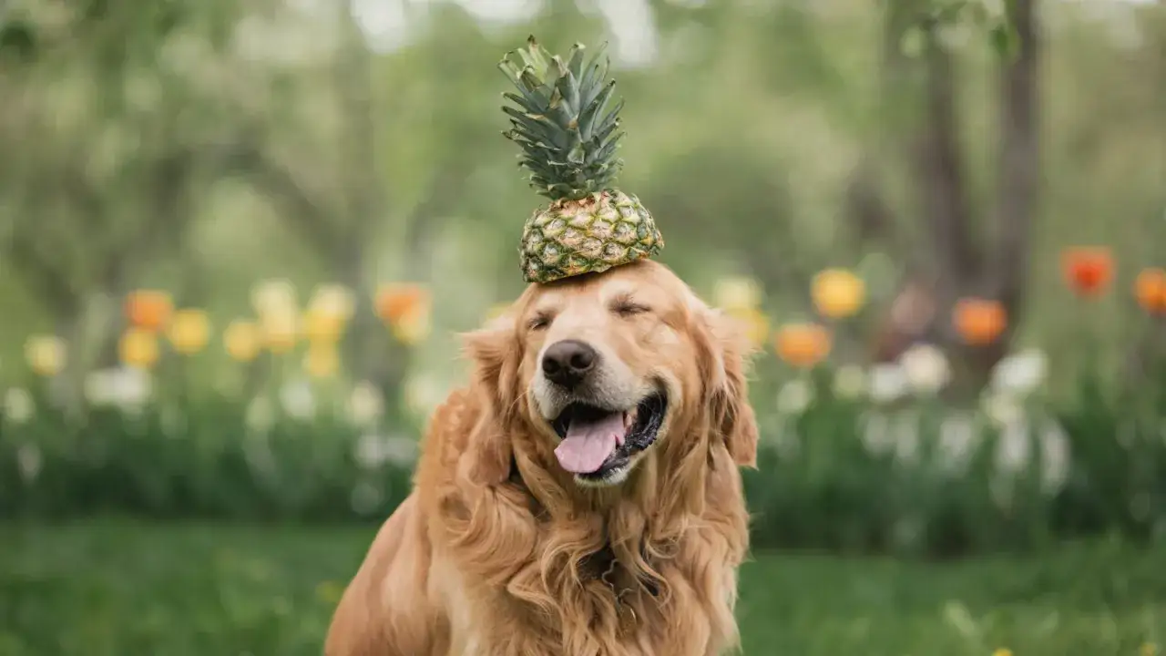Ein fröhlicher Golden Retriever mit einer Ananas auf dem Kopf sitzt im Gras vor blühenden Blumen.
