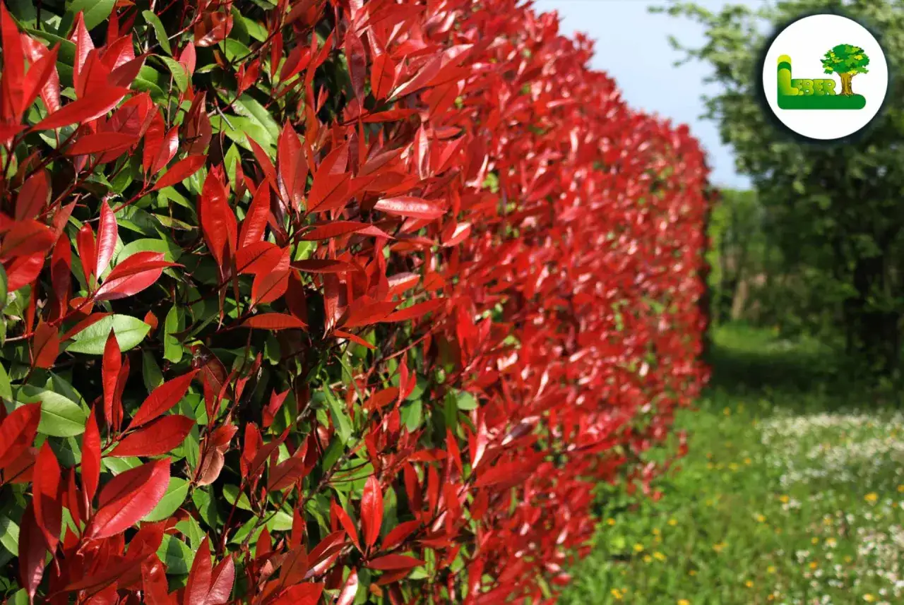 Rote Blätter einer Glanzmispelhecke, bereit zum Schneiden. Ein Logo mit einem Baum ist im Hintergrund zu sehen.