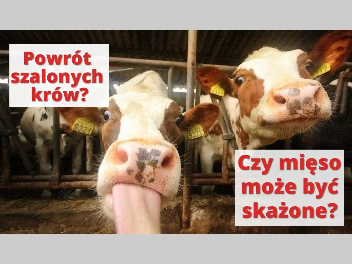 Dwie krowy w zagrodzie, jedna z wyciągniętym językiem. Napisy: