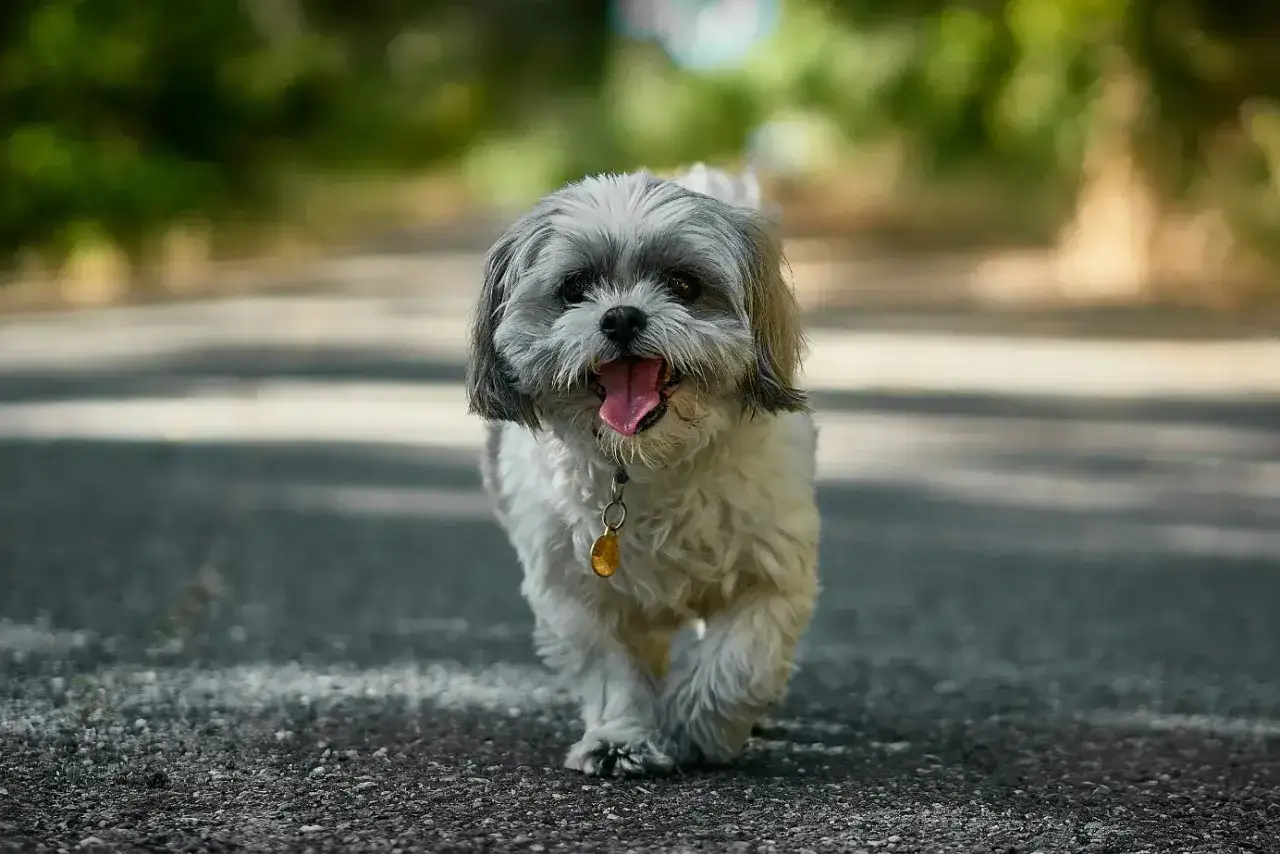 Wesoły mieszaniec yorka z shih tzu biegnie po ścieżce, merdając ogonkiem i wystawiając język.