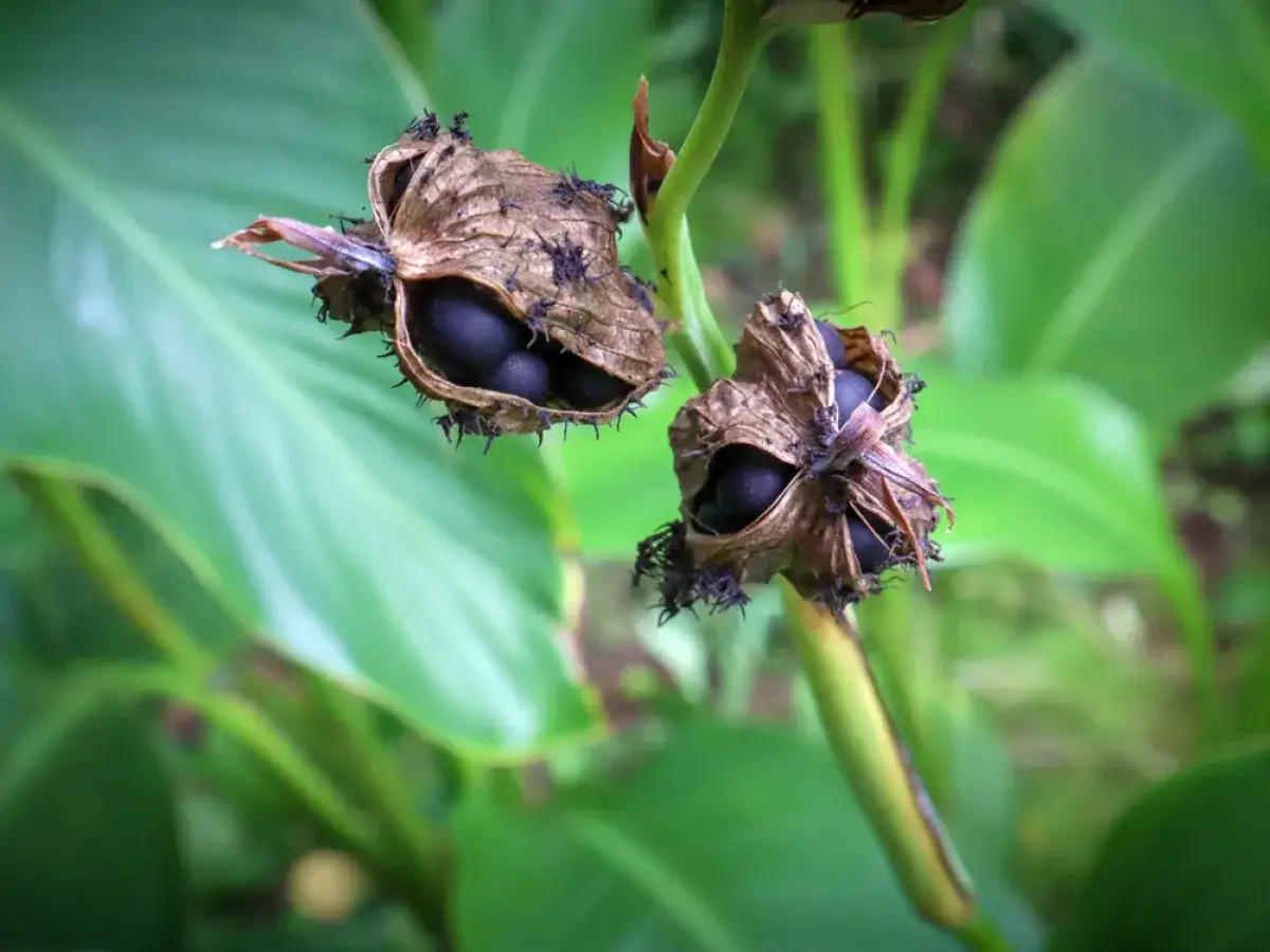 Gousses de canna ouvertes r&eacute;v&eacute;lant des graines noires. Le moment id&eacute;al pour savoir quand semer les graines de canna est lorsque ces capsules sont s&egrave;ches et commencent &agrave; s'ouvrir.