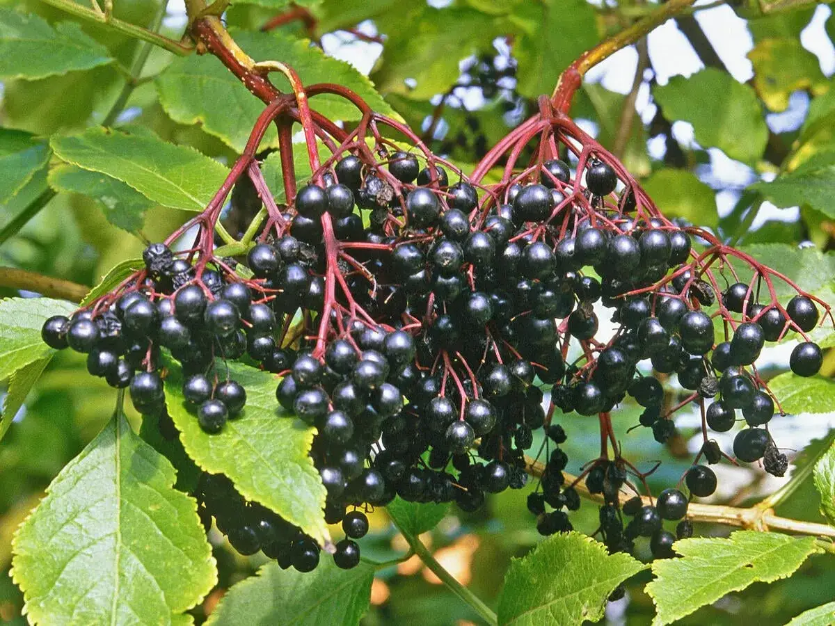 Reife Holunderbeeren h&auml;ngen in dunklen Trauben am Strauch. Sie sind ein Zeichen, dass es Zeit ist, sie zu ernten.
