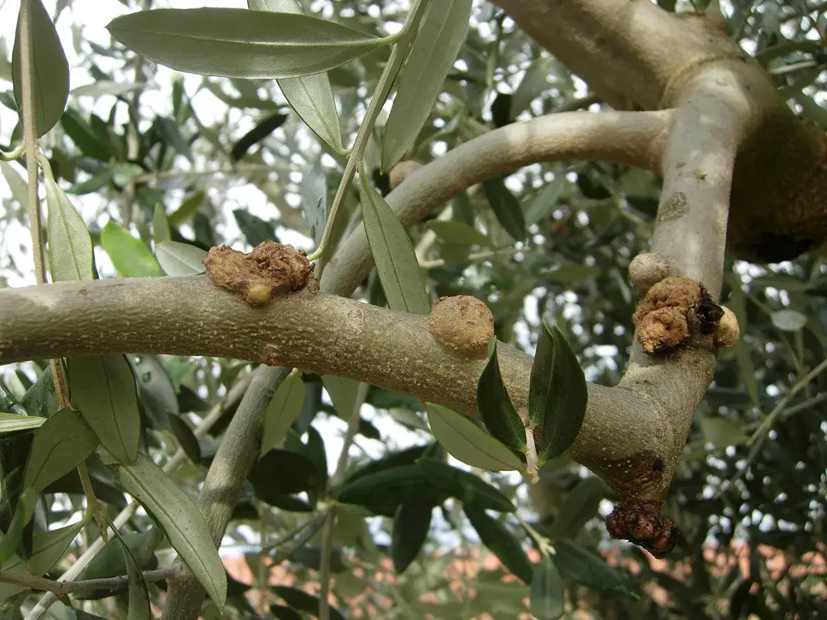 Rami di ulivo con corteccia malata, mostrando escrescenze e noduli sul tronco.