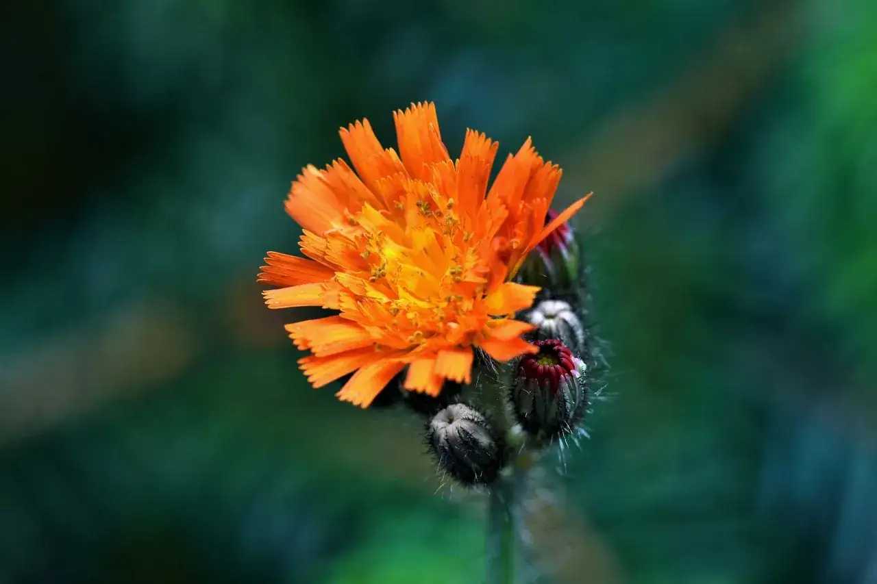 Fiore di pilosella arancione, nota per le sue proprietà diuretiche e antinfiammatorie.