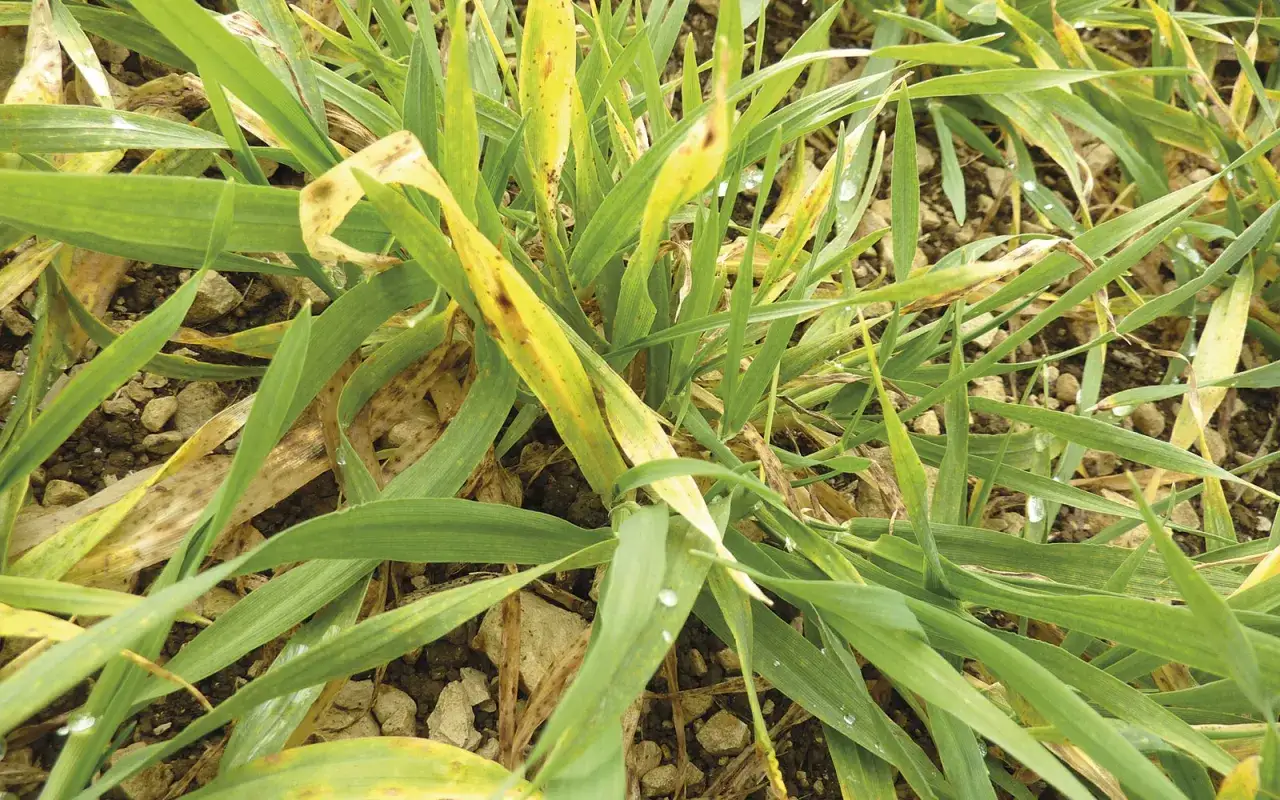 Plantes d'orge atteintes de jaunisse nanisante, montrant des feuilles vertes et jaunes avec des taches brunes.