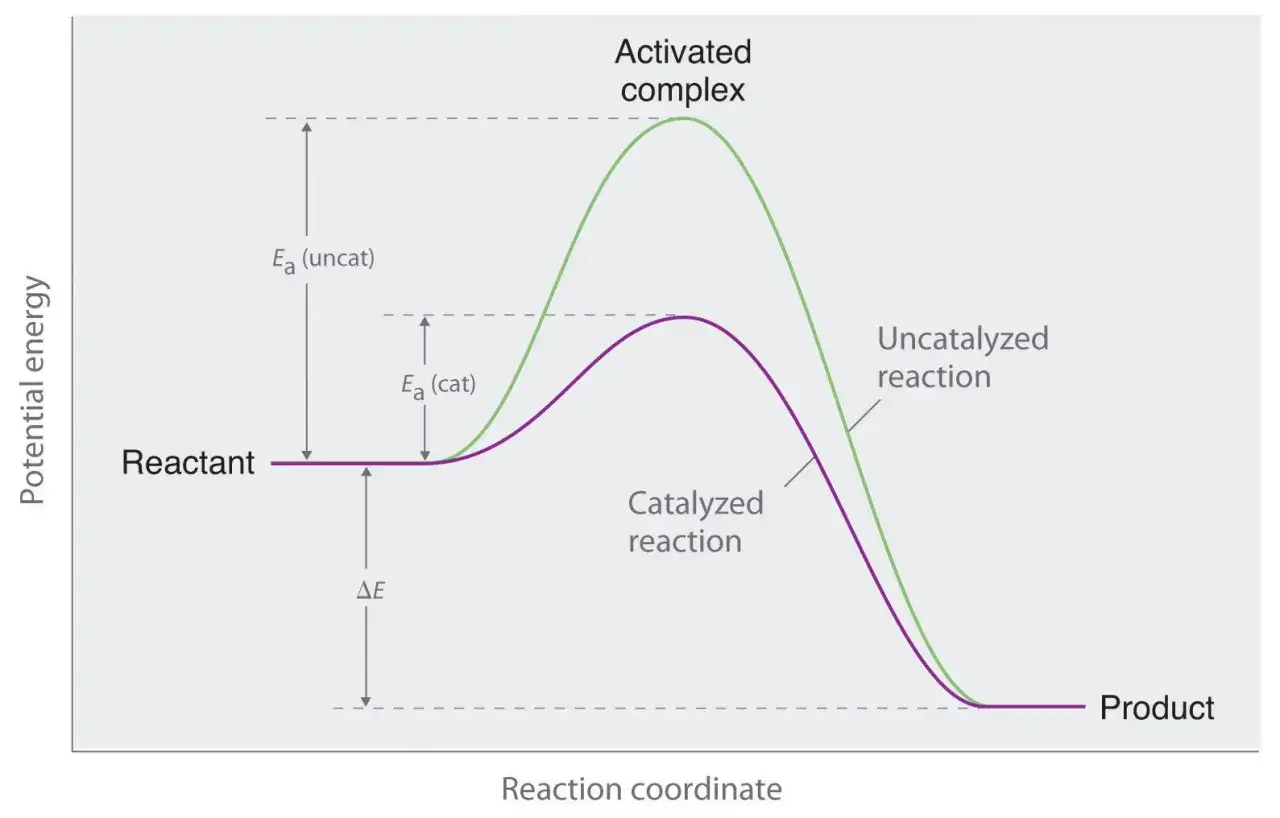 Diagramm zeigt Energieprofile für katalysierte und unkatalysierte Reaktionen. Die Aktivierungsenergie (Ea) ist für die katalysierte Reaktion geringer.