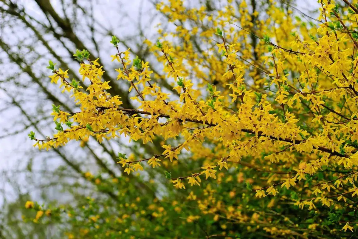 Ein Zweig voller leuchtend gelber Forsythienblüten, bereit zum Schneiden. Der Frühling ist da!