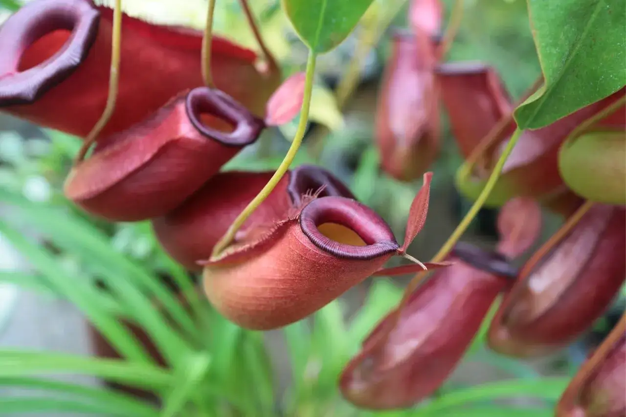 Nepenthes, la più pericolosa pianta carnivora, con le sue urne rosse pronte a catturare prede ignare.