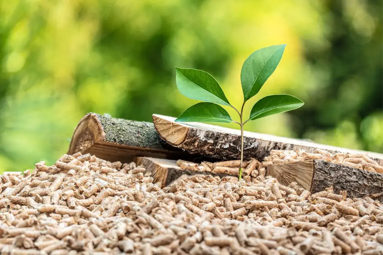 Młoda roślinka wyrasta z trocin, obok kawałków drewna. Czy pellet jest paliwem ekologicznym? Odpowiedź sugeruje natura.