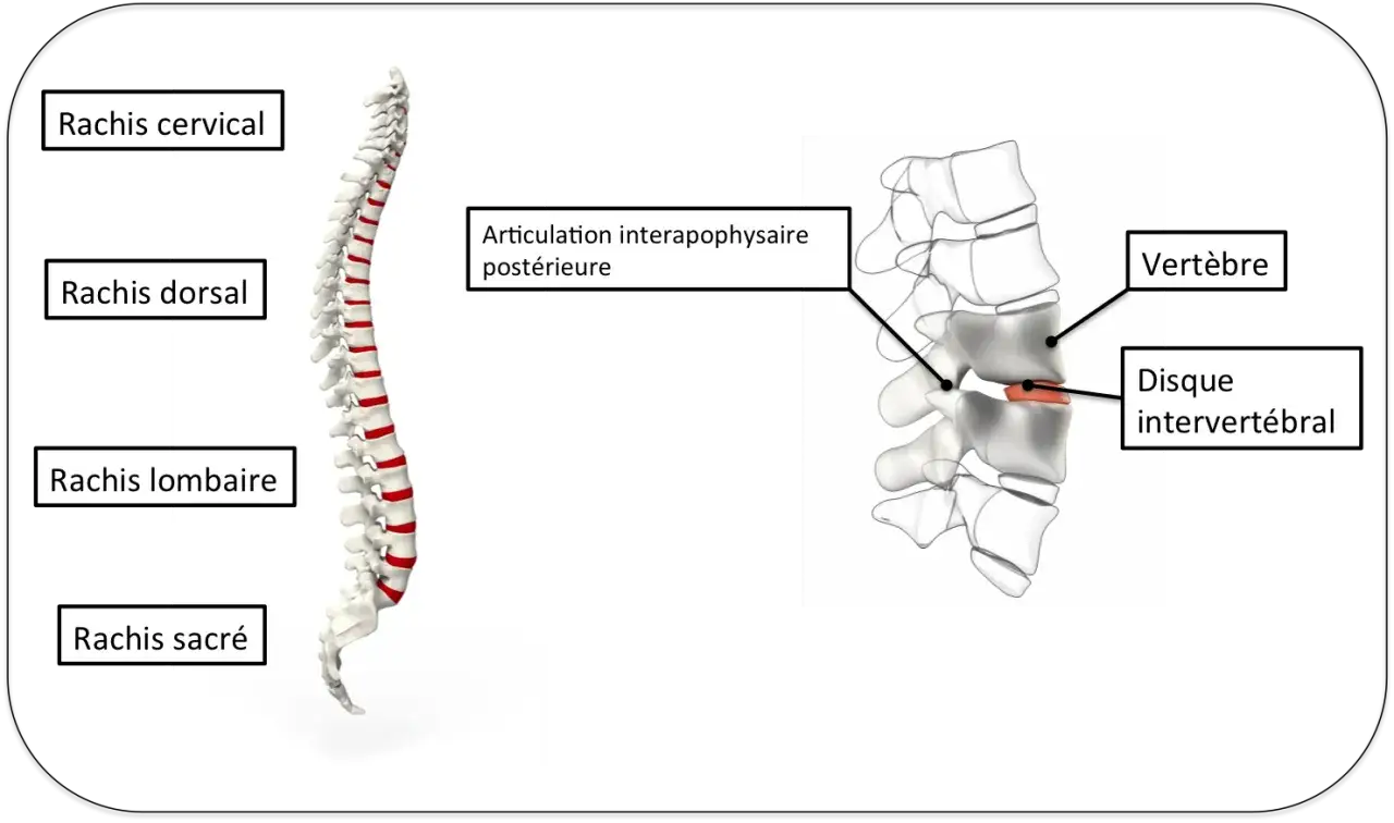 Vue anatomique du rachis cervical, dorsal, lombaire et sacré. Gros plan sur une vertèbre et un disque intervertébral, expliquant la douleur colonne vertébrale.