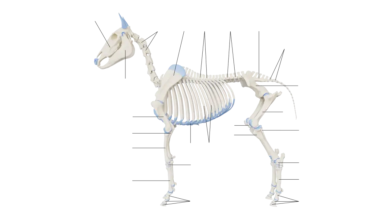 Anatomia konia: szczeg&oacute;łowy układ kostny konia z zaznaczonymi kośćmi i stawami.