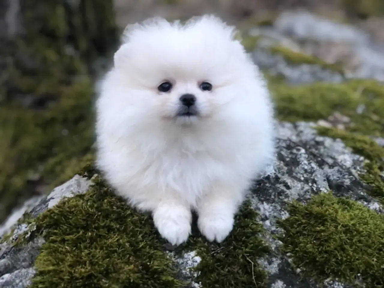 En vit fluffig hund, liten och söt, sitter på en mossig sten utomhus.