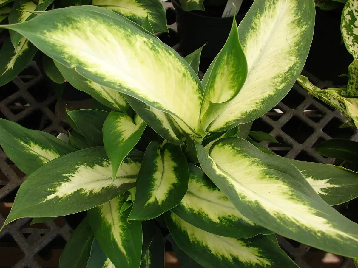 Foglie verdi e crema di una Dieffenbachia, perfetta per chi cerca consigli sulla **dieffenbachia cura**.