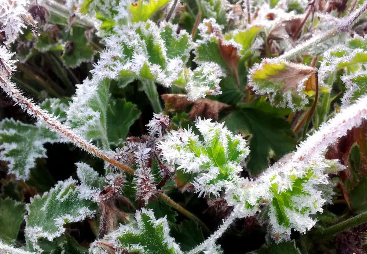 Gr&ouml;na blad och stj&auml;lkar t&auml;ckta av vackra iskristaller, en p&aring;minnelse om att &auml;ven pelargon frost kan vara konstn&auml;rlig.