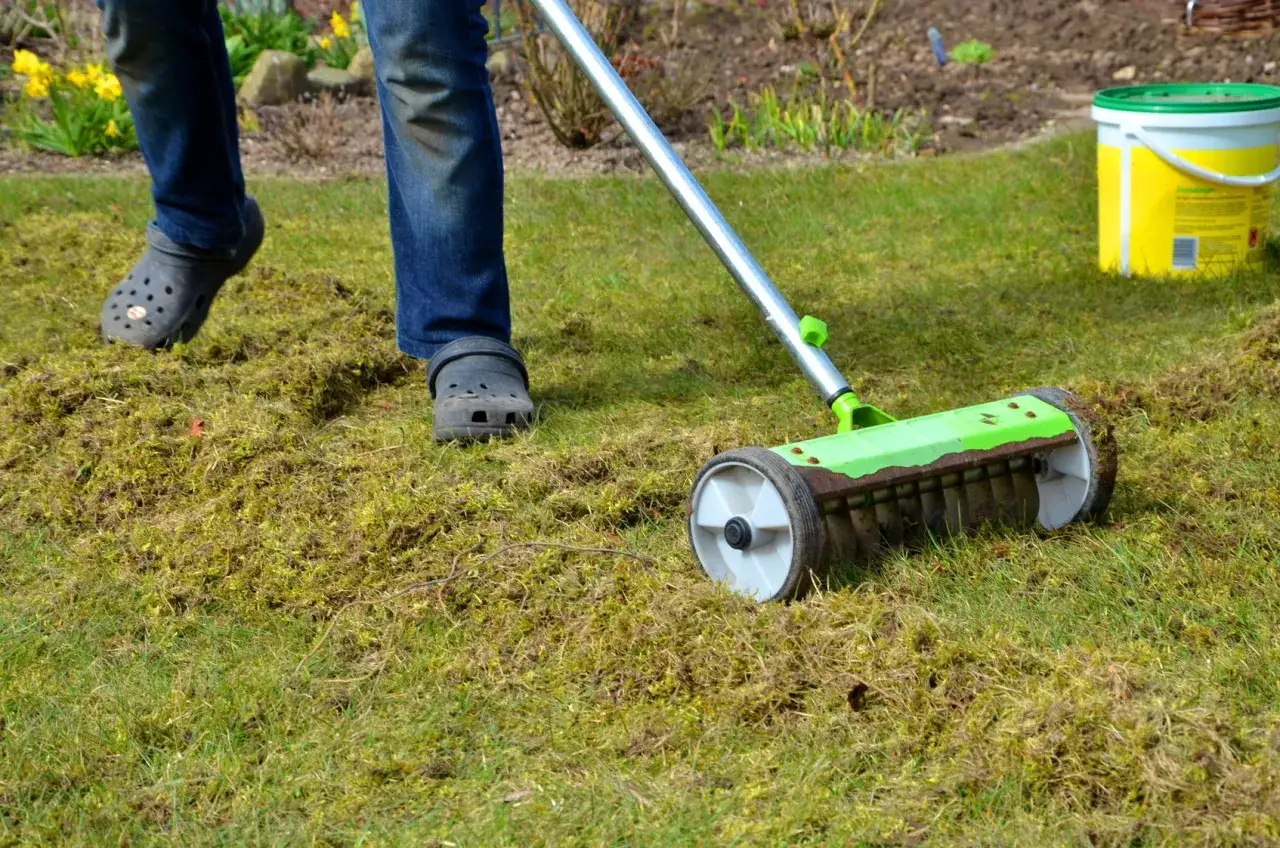 Wiosenna pielęgnacja trawnika: wertykulacja i usuwanie mchu za pomocą specjalnego narzędzia.
