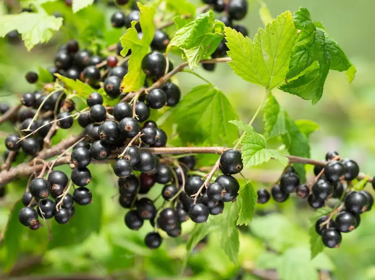 Rameaux d'une plante cassis charg&eacute;s de baies noires et brillantes, avec des feuilles vertes vives en arri&egrave;re-plan.