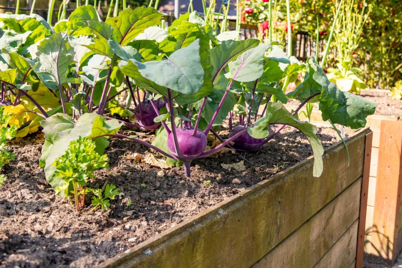 Lila Kohlrabi wachsen im Hochbeet. Kleine Petersilienpflanzen sind ihre guten Nachbarn im sonnigen Garten.