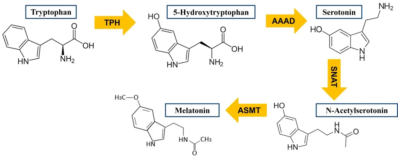 Schema zeigt die Umwandlung von Tryptophan zu Serotonin und Melatonin.