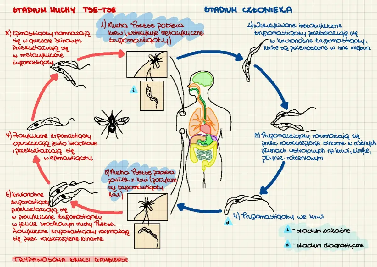 Cykl życiowy Trypanosoma brucei gambiense. Objawy glisty ludzkiej mogą być związane z obecnością pasożyta w organizmie.