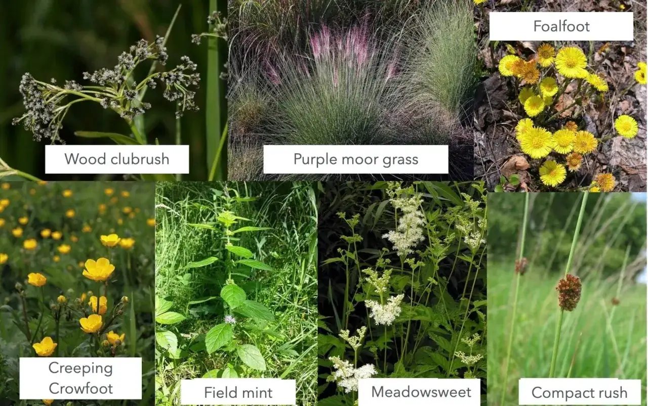 Bilder von verschiedenen Pflanzen: Wood clubrush, Purple moor grass, Foalfoot, Creeping Crowfoot, Field mint, Meadowsweet, Compact rush. Diese sind Beispiele daf&uuml;r, was sind Zeigerpflanzen.