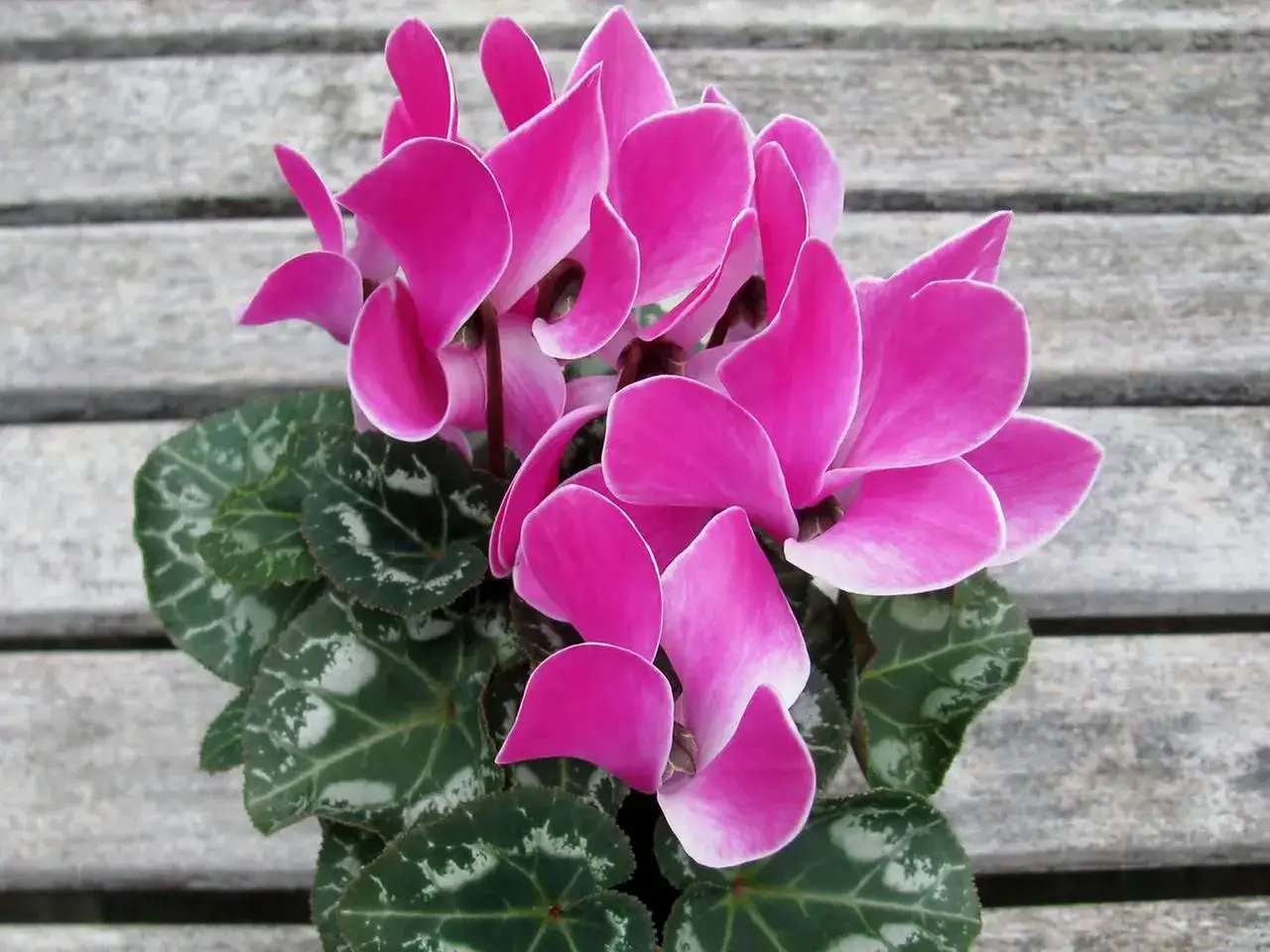 Ein Alpenveilchen mit leuchtend pinken Blüten und gemusterten Blättern auf Holzhintergrund. Die richtige Alpenveilchen Pflege sorgt für diese Schönheit.