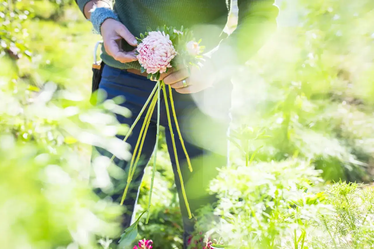 En person h&aring;ller en bukett av ljusrosa asters, redo att odla snittblommor. Solen lyser genom det gr&ouml;na.