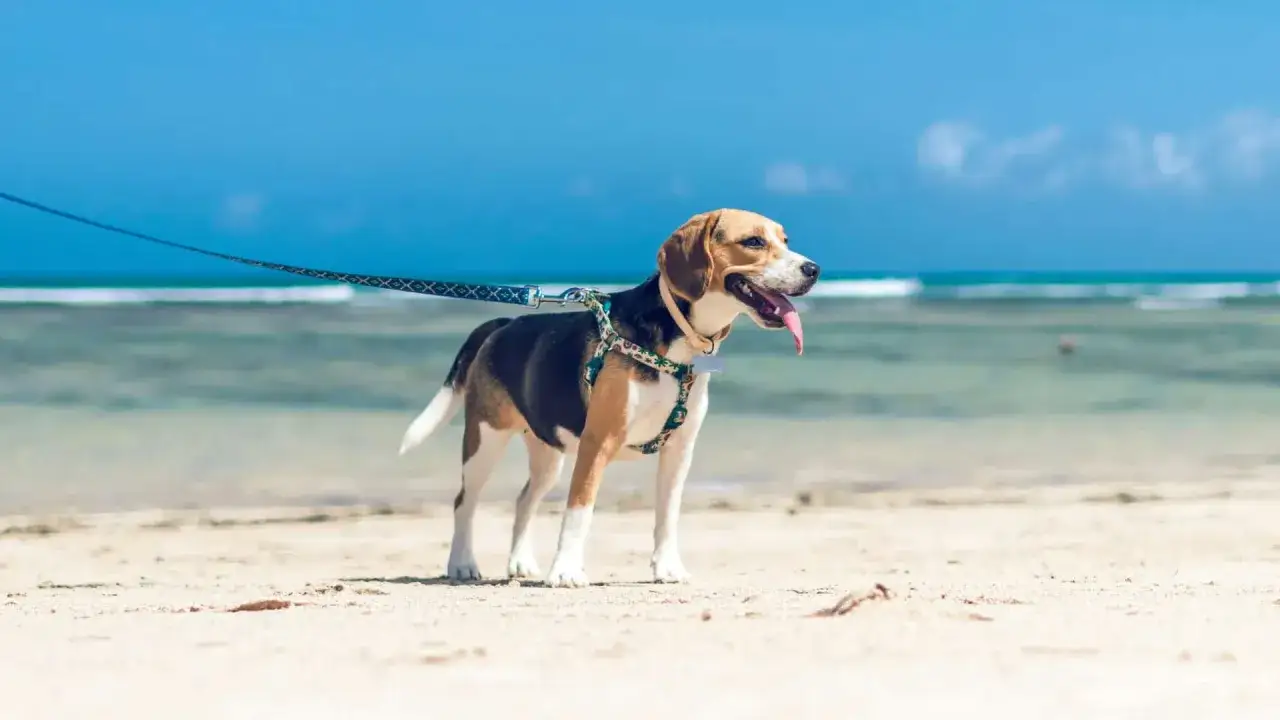 Beagle genie&szlig;t den Hundestrand an der Nordsee.