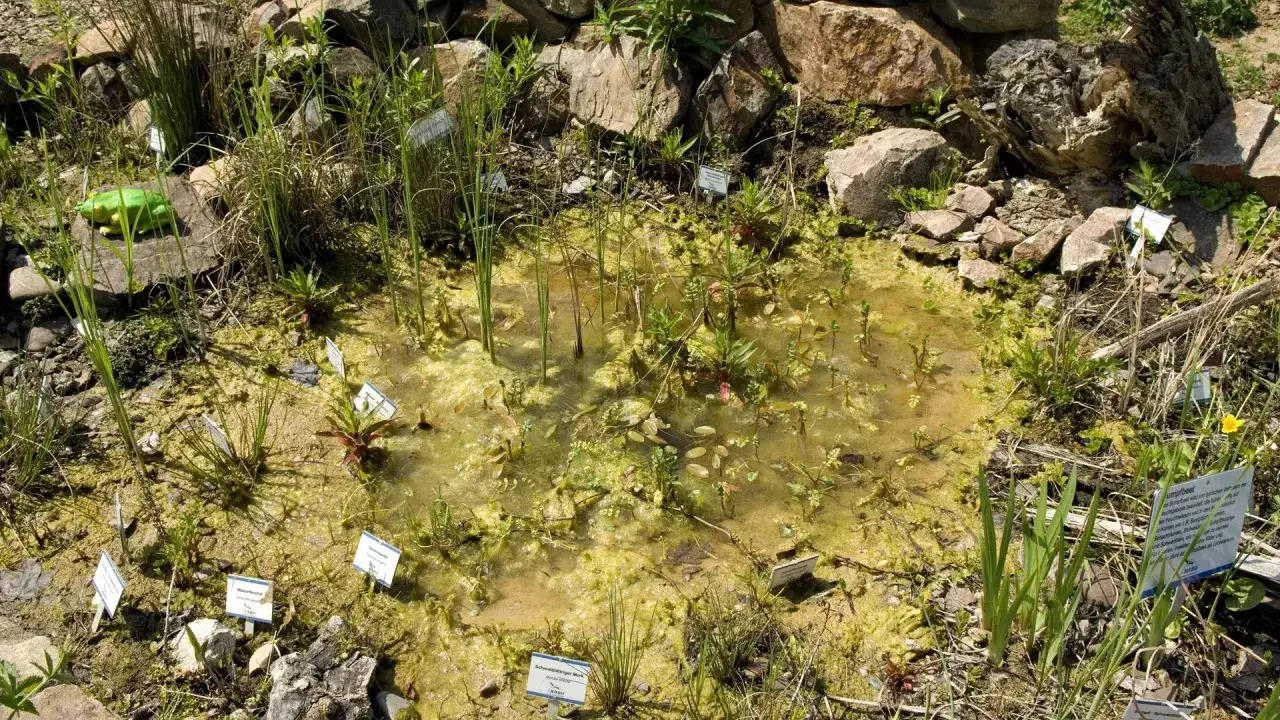 Ein Sumpfbeet mit vielen Wasserpflanzen und einem grünen Frosch. Beschilderungen weisen auf die verschiedenen Arten hin.