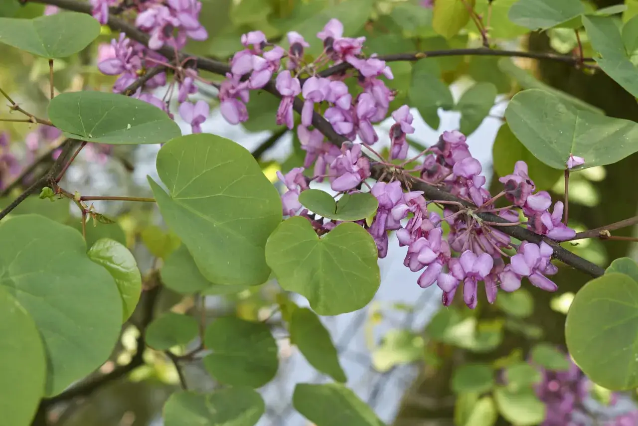 Rameau d'arbre de Judée en pleine floraison, avec des grappes de fleurs mauves et des feuilles vertes en forme de cœur.