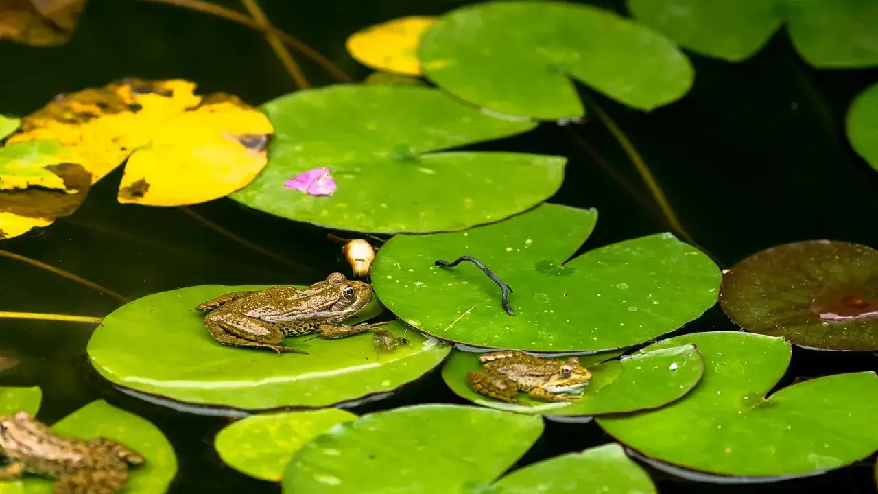 Trois grenouilles se prélassent sur des nénuphars verts et jaunes. L'une d'elles semble observer comment arrive une grenouille dans un bassin.