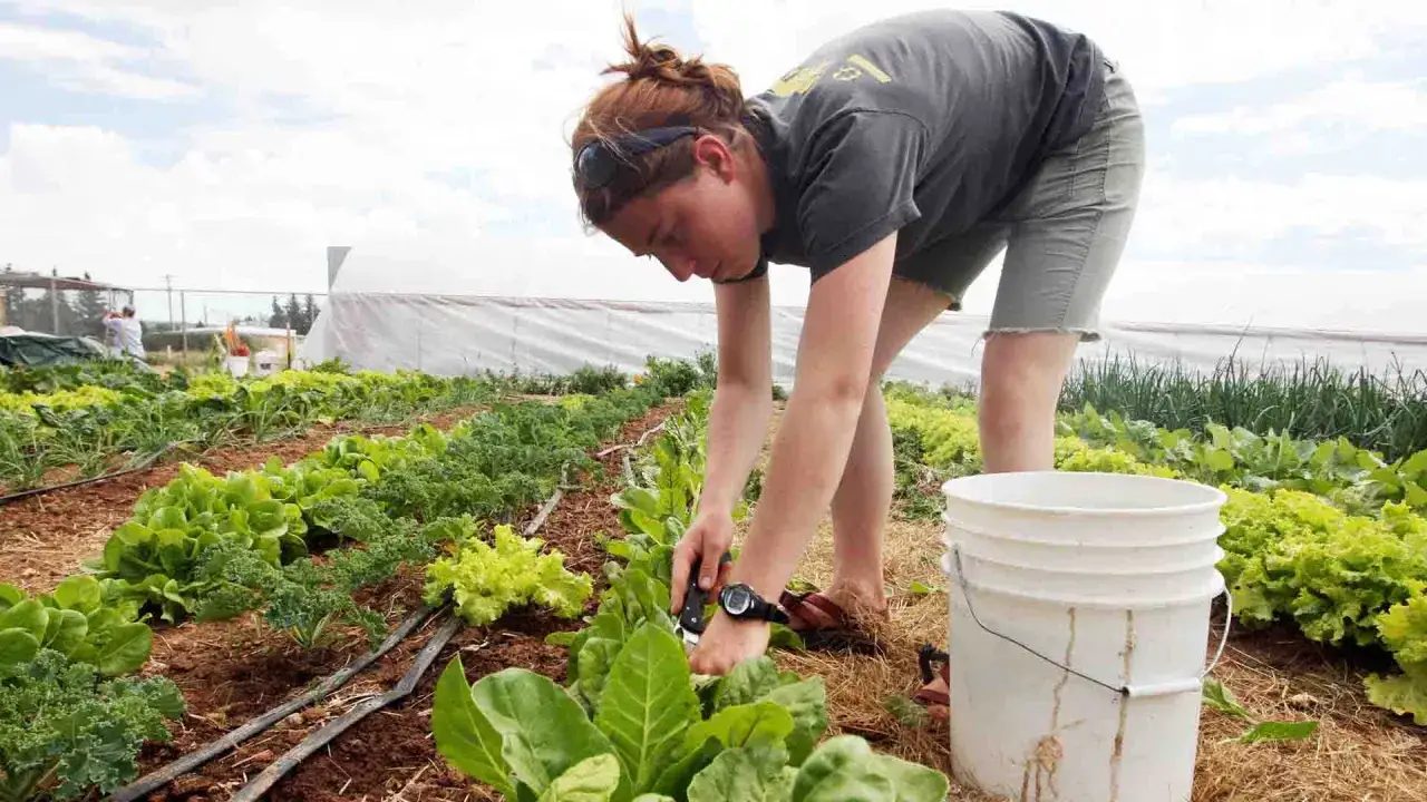 Joven recolecta verduras en un huerto, parte de un programa de intercambio de trabajo por alojamiento.